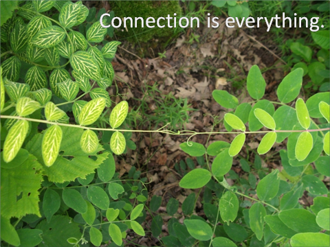 image of vines connecting